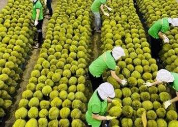 Giá trị xuất khẩu rau quả quý 1 giảm 11,3%