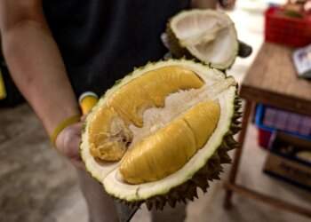 Malaysian NGO backs illegal durian farm crackdown despite backlash over 1,000 trees cut down