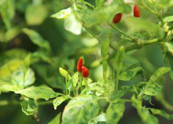 New trade pact opens China market to Vietnam’s chili, passion fruit, swiftlet nests