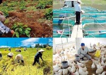 Ngành nông nghiệp đang nỗ lực để hướng tới mục tiêu tăng trưởng trên 4%/năm