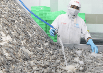 Sau sáp nhập, Đắk Lắk bất ngờ thành ‘vựa nuôi tôm’ lớn