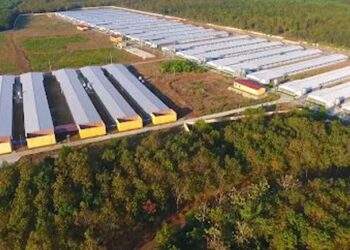So sánh lợi nhuận quý đầu năm 2025 giữa Hoàng Anh Gia Lai và Dabaco