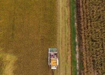 Thai rice prices hit over three-year low