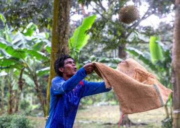 Thailand proposes China facilitate durian export