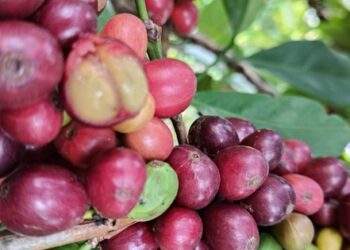 "Thế lực" mới trên thị trường