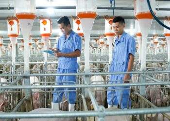 Thêm 15 trang trại heo ăn chay BAF đạt tiêu chuẩn toàn cầu