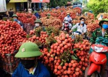 "Thủ phủ vải thiều" miền Bắc hứa hẹn mùa bội thu