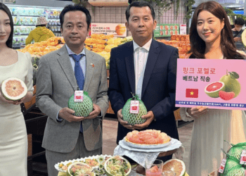 Việt Nam có 1,2 triệu tấn bưởi, ‘ông lớn’ bán lẻ Hàn Quốc sẽ bán trên toàn chuỗi