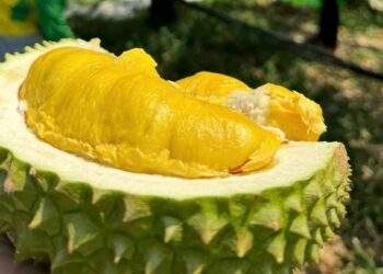 Why is Malaysia chopping down 1,000 durian trees?