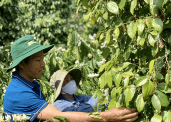 Xuất khẩu hồ tiêu ứng phó linh hoạt trước những biến động thị trường