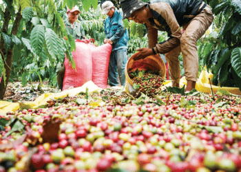 Xuất khẩu nông sản tận dụng “khoảng lặng” để giữ thị trường Hoa Kỳ