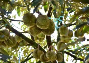 1,000 durian trees cut down in Malaysia: How much do you know about the controversy?