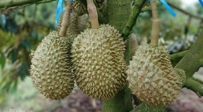 5 key facts behind the controversy over 1,000 durian trees cut down in Malaysia