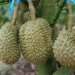 5 key facts behind the controversy over 1,000 durian trees cut down in Malaysia