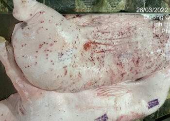 C.P Việt Nam lên tiếng về thông tin trà trộn lợn chết để bán ra thị trường 