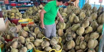 China’s durian market heats up as Cambodia joins export race against Vietnam, Thailand, Malaysia