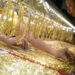 Gold price declines marginally - VnExpress International