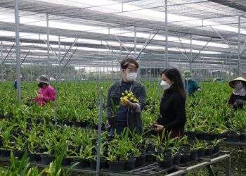 Hải Phòng đề xuất mỗi năm hỗ trợ 375 tỷ đồng cho phát triển nông nghiệp