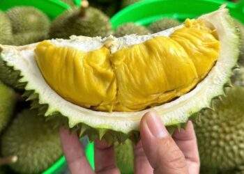 How to choose naturally ripe, chemical-free durian