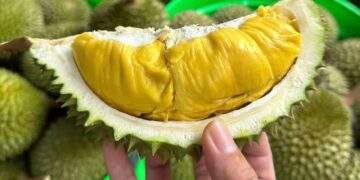 How to choose naturally ripe, chemical-free durian
