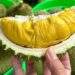 How to choose naturally ripe, chemical-free durian
