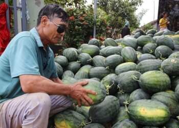 Key fruit exports plummet as major markets tighten import rules