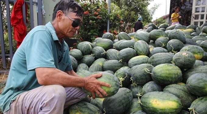 Key fruit exports plummet as major markets tighten import rules