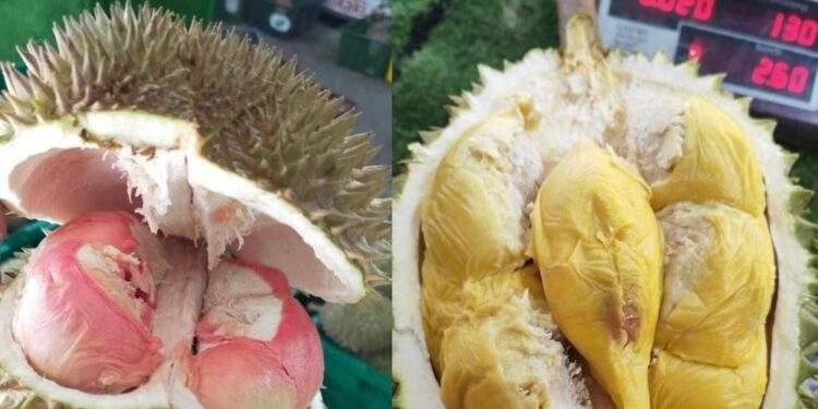 Loại sầu riêng mới giá lên tới gần 800.000 đồng/kg gây sốt