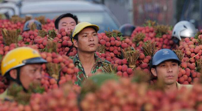 Lychee output to rise 30% this year