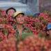Lychee output to rise 30% this year
