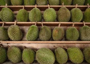 Malaysia's Penang launches durian tracking system to combat fraud and protect local growers