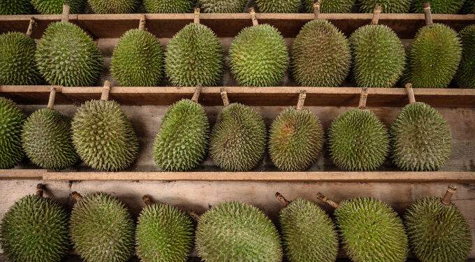 Malaysia's Penang launches durian tracking system to combat fraud and protect local growers
