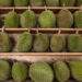 Malaysia's Penang launches durian tracking system to combat fraud and protect local growers