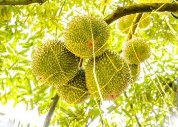 Malaysia’s anti-corruption agency gathers documents in probe of land dispute involving over 1,000 felled durian trees