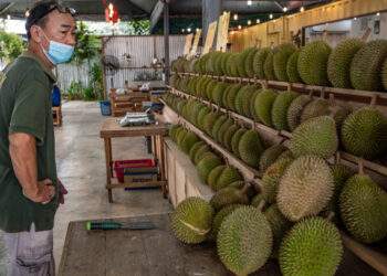 Malaysia’s most expensive durian Tupai King set to hit the market in June
