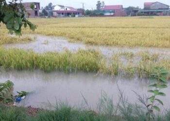 Mưa lớn bất thường, hơn 2.000ha lúa ở Hà Tĩnh ngập úng