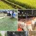 Sản xuất nông nghiệp 4 tháng đầu năm: Diện tích rừng trồng mới tăng mạnh, thủy sản nuôi trồng chuyển biến tích cực
