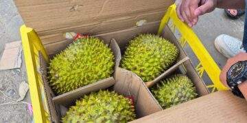 Sầu riêng vừa đón tin vui từ Trung Quốc