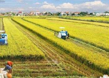 Thái Bình sáp nhập Hưng Yên: Hướng tới nền kinh tế nông nghiệp Top 1 đồng bằng sông Hồng