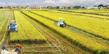 Thái Bình sáp nhập Hưng Yên: Hướng tới nền kinh tế nông nghiệp Top 1 đồng bằng sông Hồng