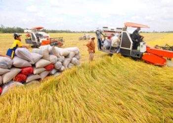 Thu hồi 10 giấy chứng nhận kinh doanh xuất khẩu gạo