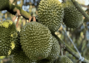 Trung Quốc thống nhất gỡ vướng xuất khẩu sầu riêng Việt Nam, sẽ có 'luồng xanh'