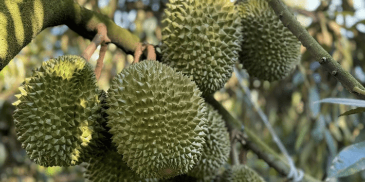 Trung Quốc thống nhất gỡ vướng xuất khẩu sầu riêng Việt Nam, sẽ có 'luồng xanh'