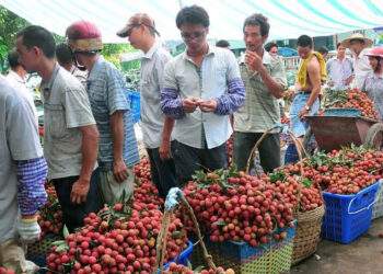 Vải, cherry Trung Quốc giảm giá sâu, giấc mơ 'ngày ăn 300 quả vải' thành sự thật