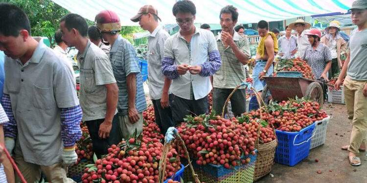 Vải, cherry Trung Quốc giảm giá sâu, giấc mơ 'ngày ăn 300 quả vải' thành sự thật