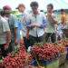 Vải, cherry Trung Quốc giảm giá sâu, giấc mơ 'ngày ăn 300 quả vải' thành sự thật