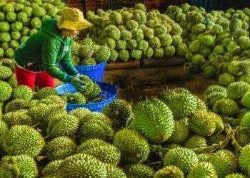 Vegetable, fruit exports to China plummet as durian shipments stalled