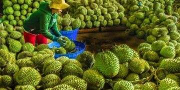 Vegetable, fruit exports to China plummet as durian shipments stalled