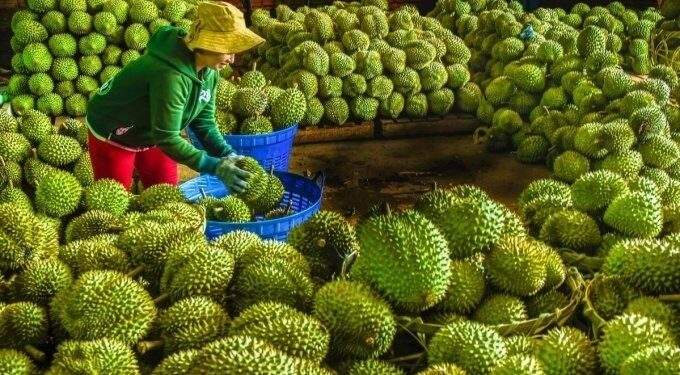 Vegetable, fruit exports to China plummet as durian shipments stalled