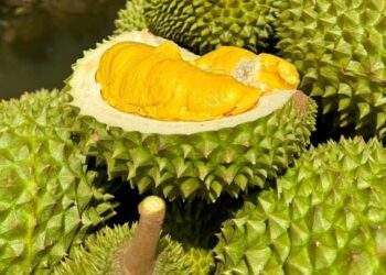 Vietnam considers 'red alert' label for toxic durian farms